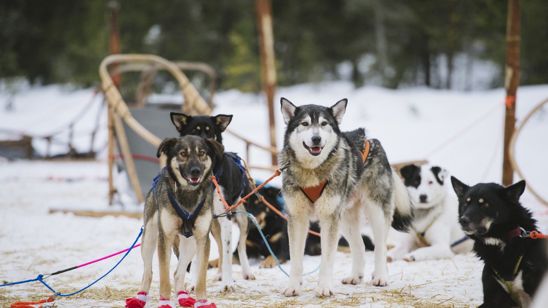 Huskys warten auf die Abfahrt